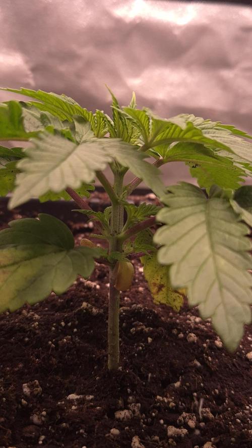 Amnesia Lemon. Week 3