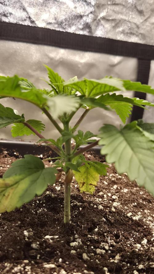 Amnesia Lemon. Week 3