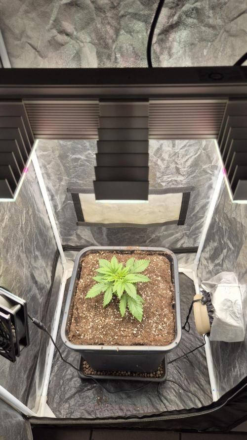 Amnesia Lemon. Week 3