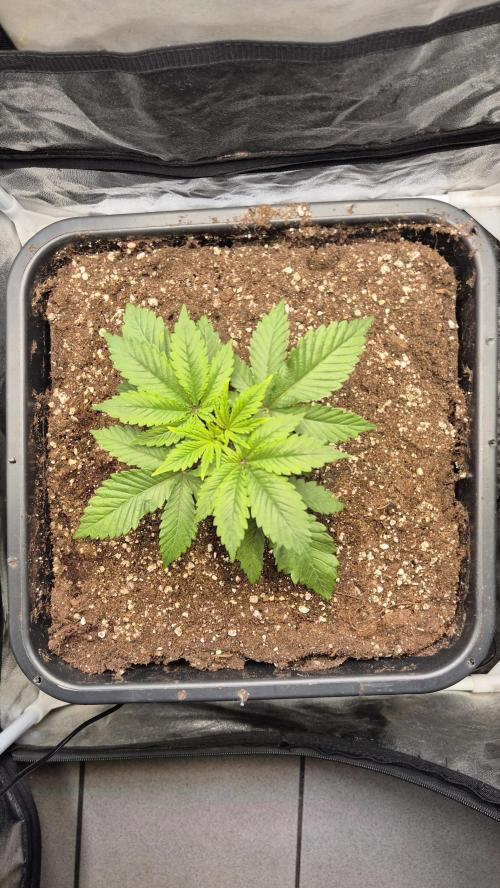 Amnesia Lemon. Week 3