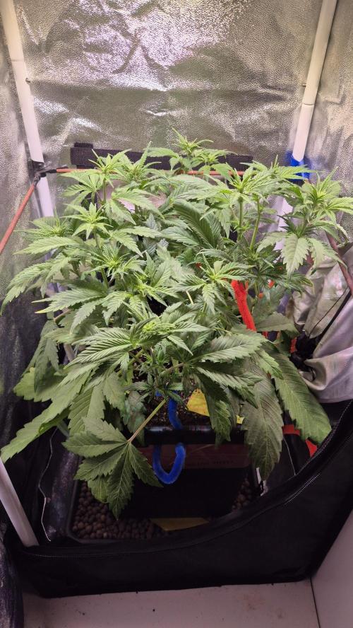 Banana Purple Punch Auto. Week 6