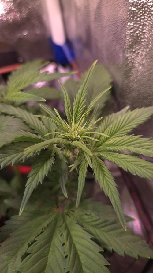 Banana Purple Punch Auto. Week 6