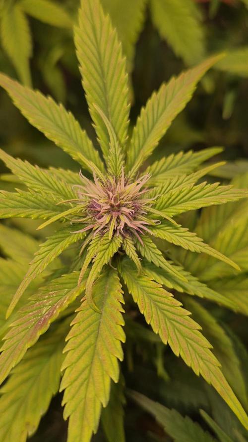 Banana Purple Punch Auto. Week 6