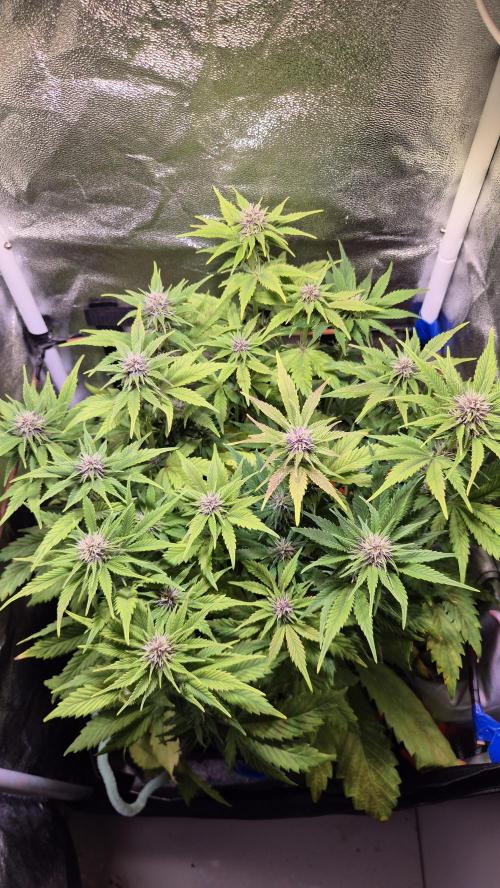 Banana Purple Punch Auto. Week 6