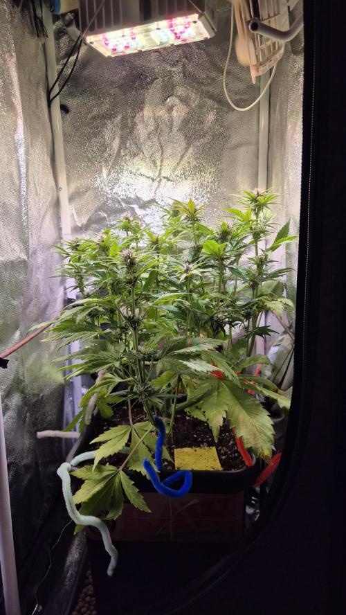 Banana Purple Punch Auto. Week 6