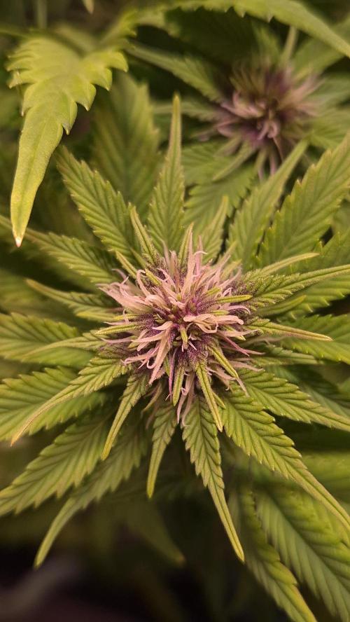 Banana Purple Punch Auto. Week 6