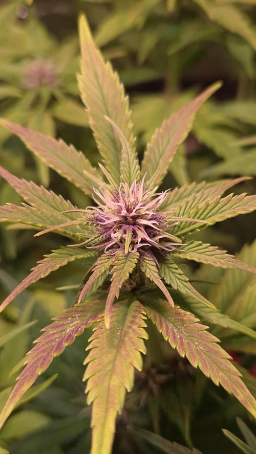 Banana Purple Punch Auto. Week 6