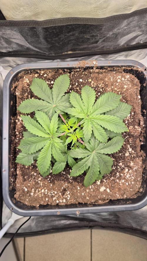 Amnesia Lemon. Week 4