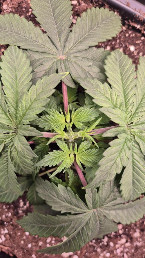 Amnesia Lemon. Week 4