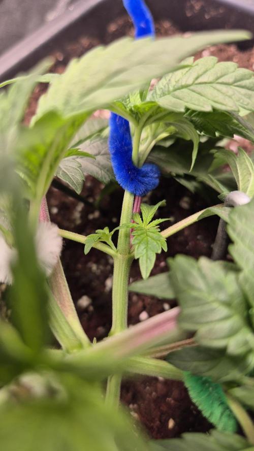 Amnesia Lemon. Week 4