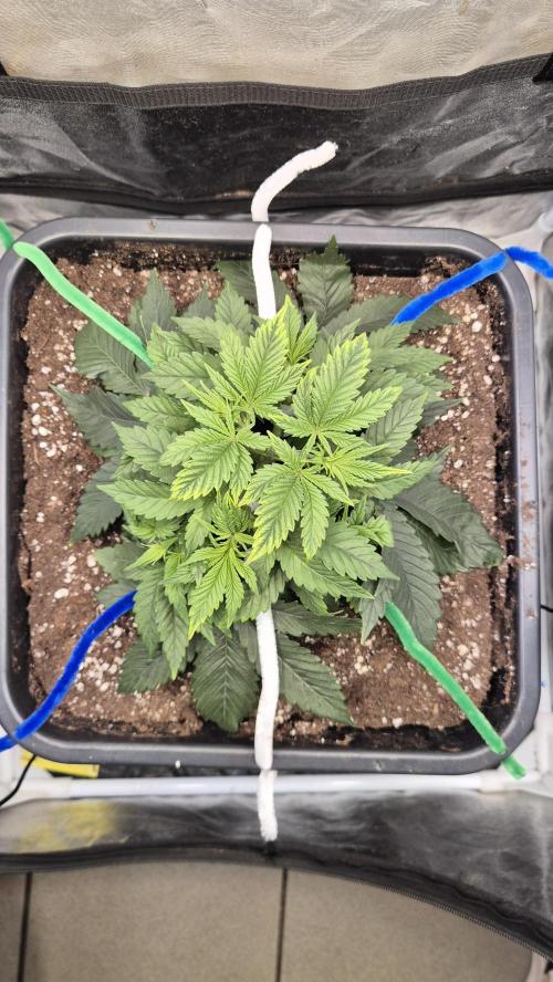 Amnesia Lemon. Week 4