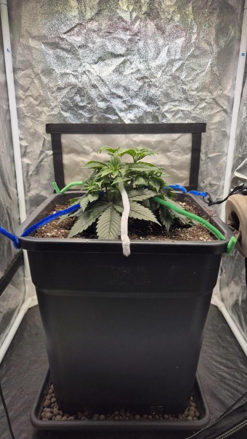 Amnesia Lemon. Week 4