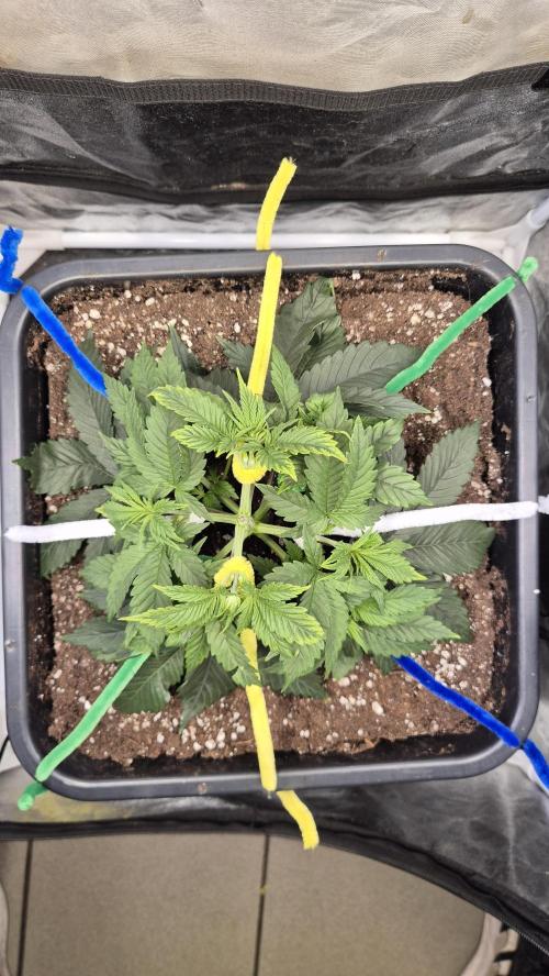 Amnesia Lemon. Week 4