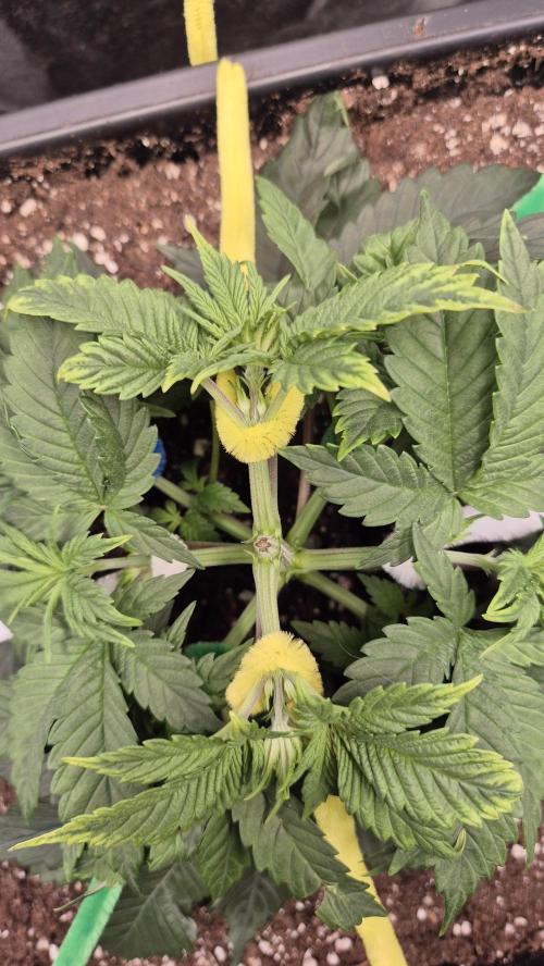 Amnesia Lemon. Week 4