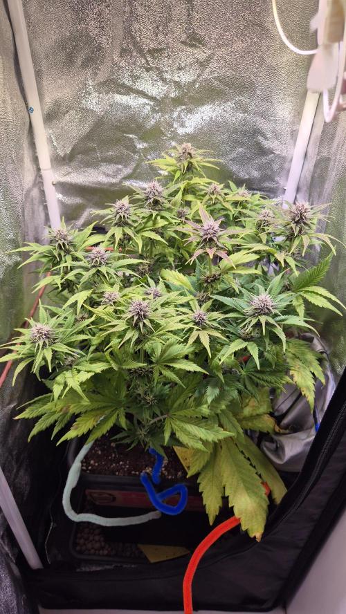 Banana Purple Punch Auto. Week 7