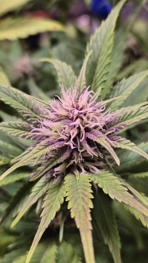 Banana Purple Punch Auto. Week 7