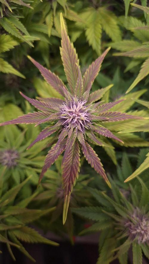 Banana Purple Punch Auto. Week 7