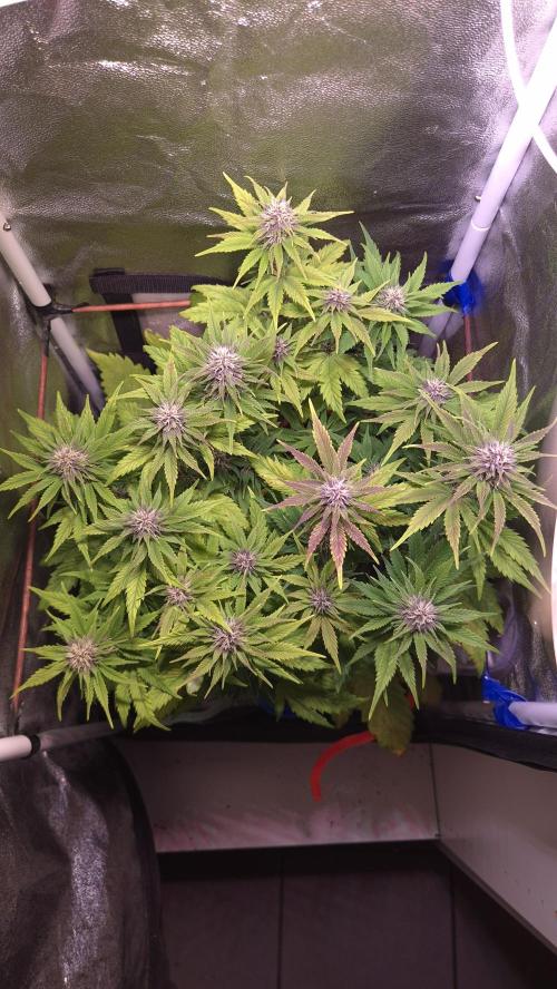 Banana Purple Punch Auto. Week 7