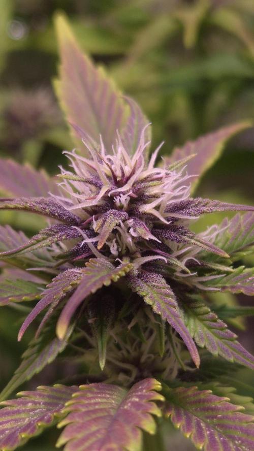 Banana Purple Punch Auto. Week 7