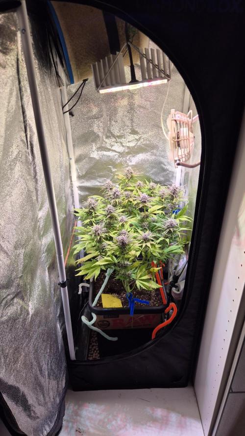 Banana Purple Punch Auto. Week 7