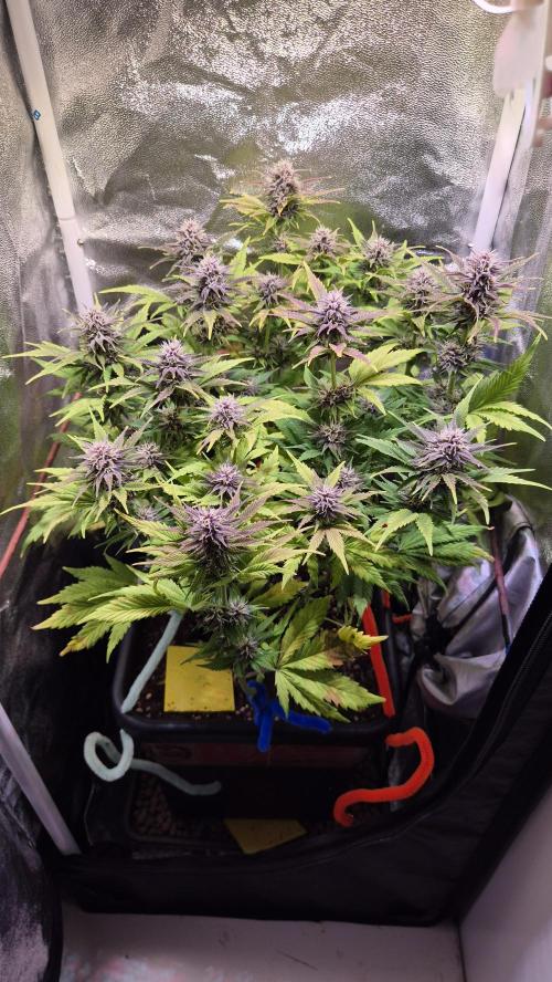 Banana Purple Punch Auto. Week 7