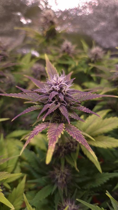 Banana Purple Punch Auto. Week 7