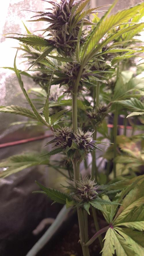 Banana Purple Punch Auto. Week 7