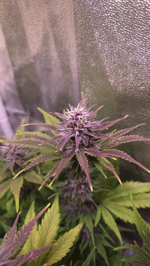 Banana Purple Punch Auto. Week 7