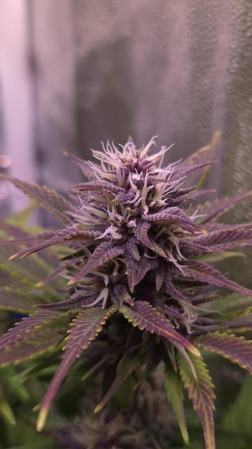 Banana Purple Punch Auto. Week 7