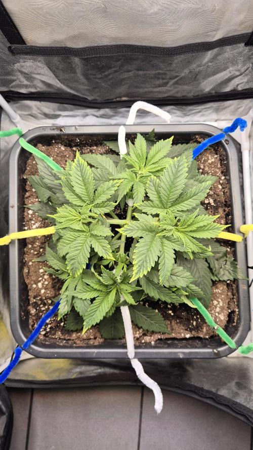 Amnesia Lemon. Week 5