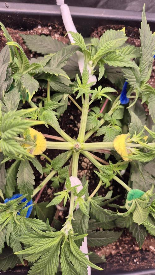 Amnesia Lemon. Week 5