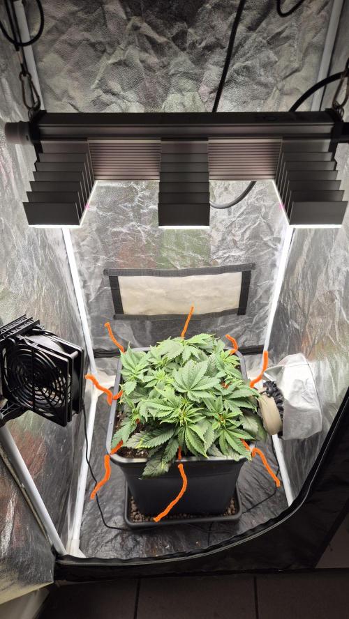 Amnesia Lemon. Week 5