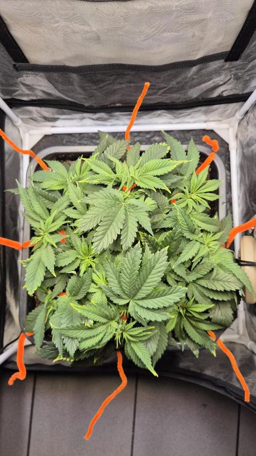 Amnesia Lemon. Week 5