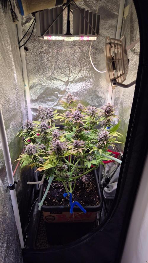 Banana Purple Punch Auto. Week 8