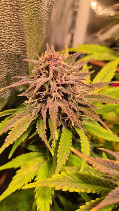 Banana Purple Punch Auto