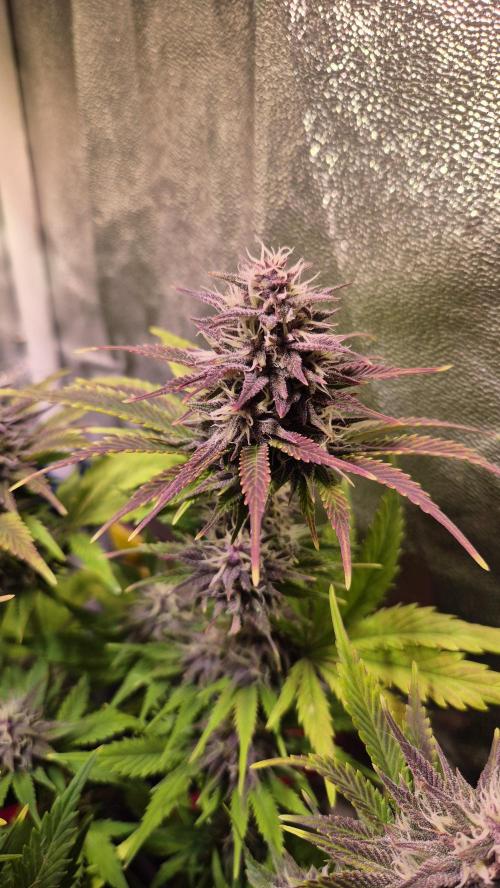 Banana Purple Punch Auto. Week 8