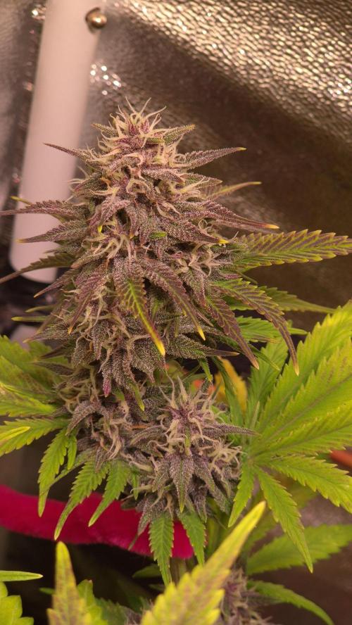 Banana Purple Punch Auto. Week 8