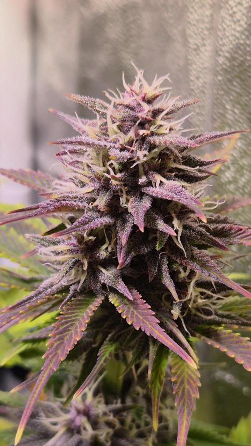 Banana Purple Punch Auto. Week 8