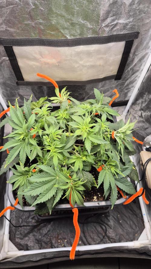 Amnesia Lemon. Week 6