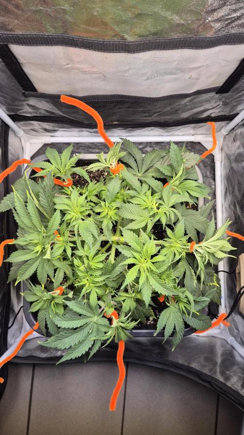 Amnesia Lemon. Week 6