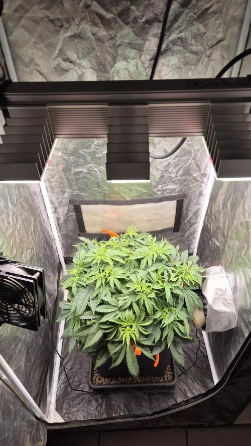 Amnesia Lemon. Week 6