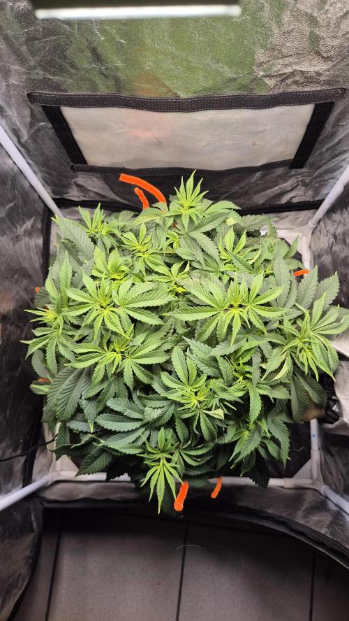 Amnesia Lemon. Week 6