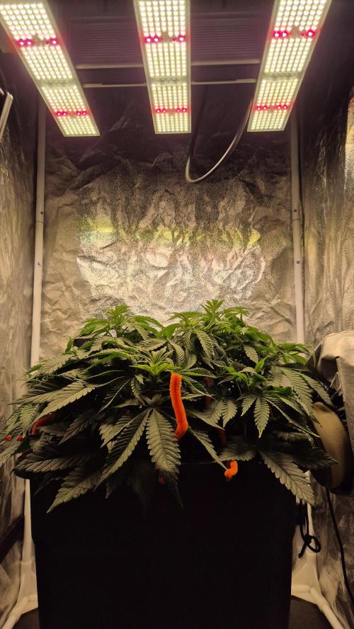 Amnesia Lemon. Week 6