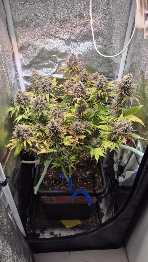 Banana Purple Punch Auto. Week 9