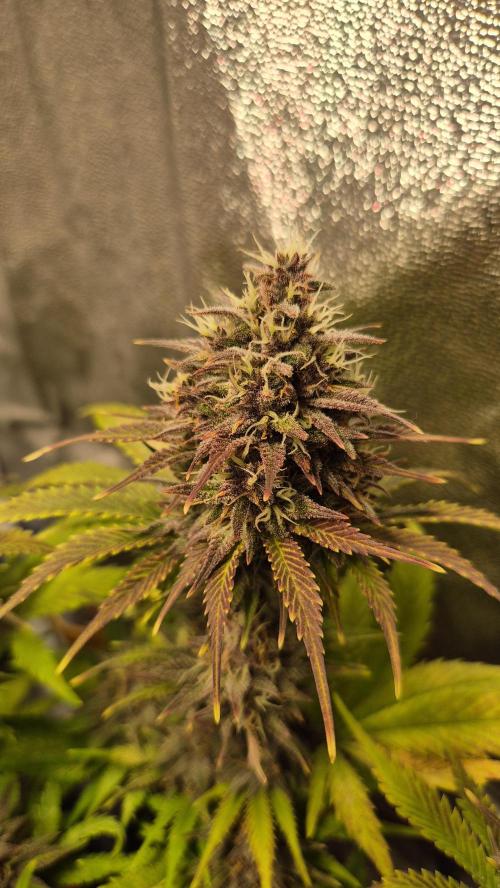 Banana Purple Punch Auto. Week 9