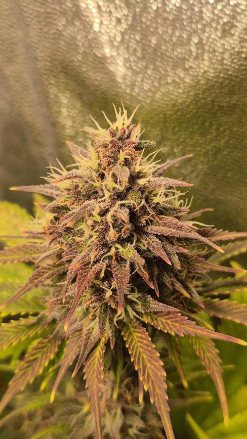 Banana Purple Punch Auto. Week 9