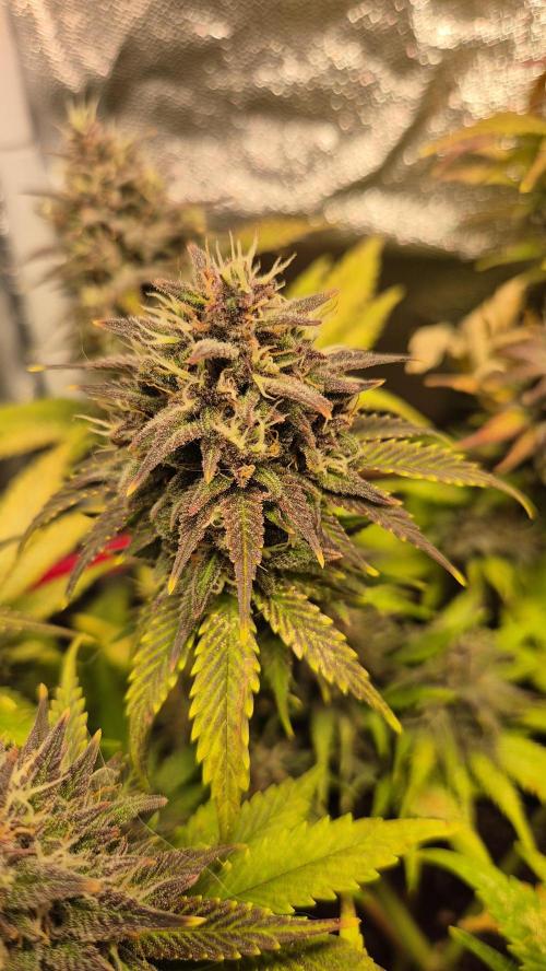 Banana Purple Punch Auto. Week 9