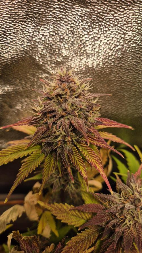 Banana Purple Punch Auto. Week 9