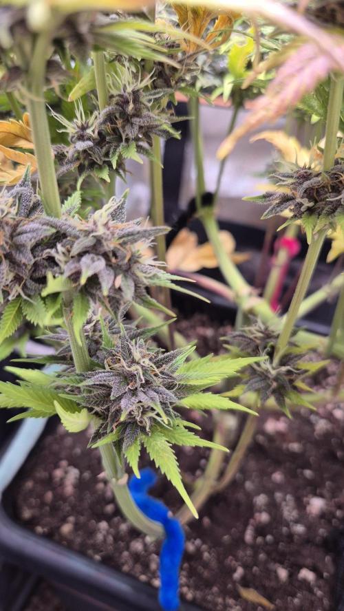 Banana Purple Punch Auto. Week 9