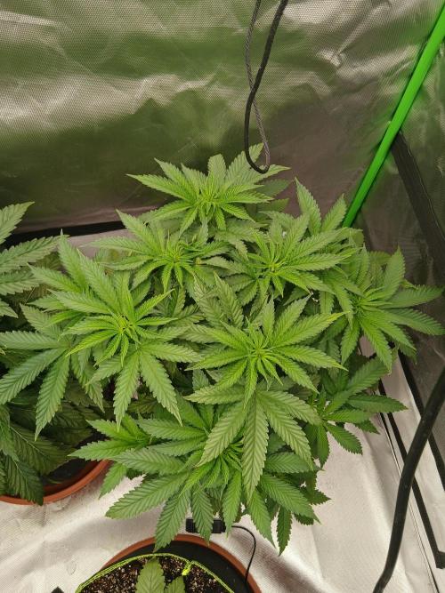 Royal Gorilla/Gushers. Week 6